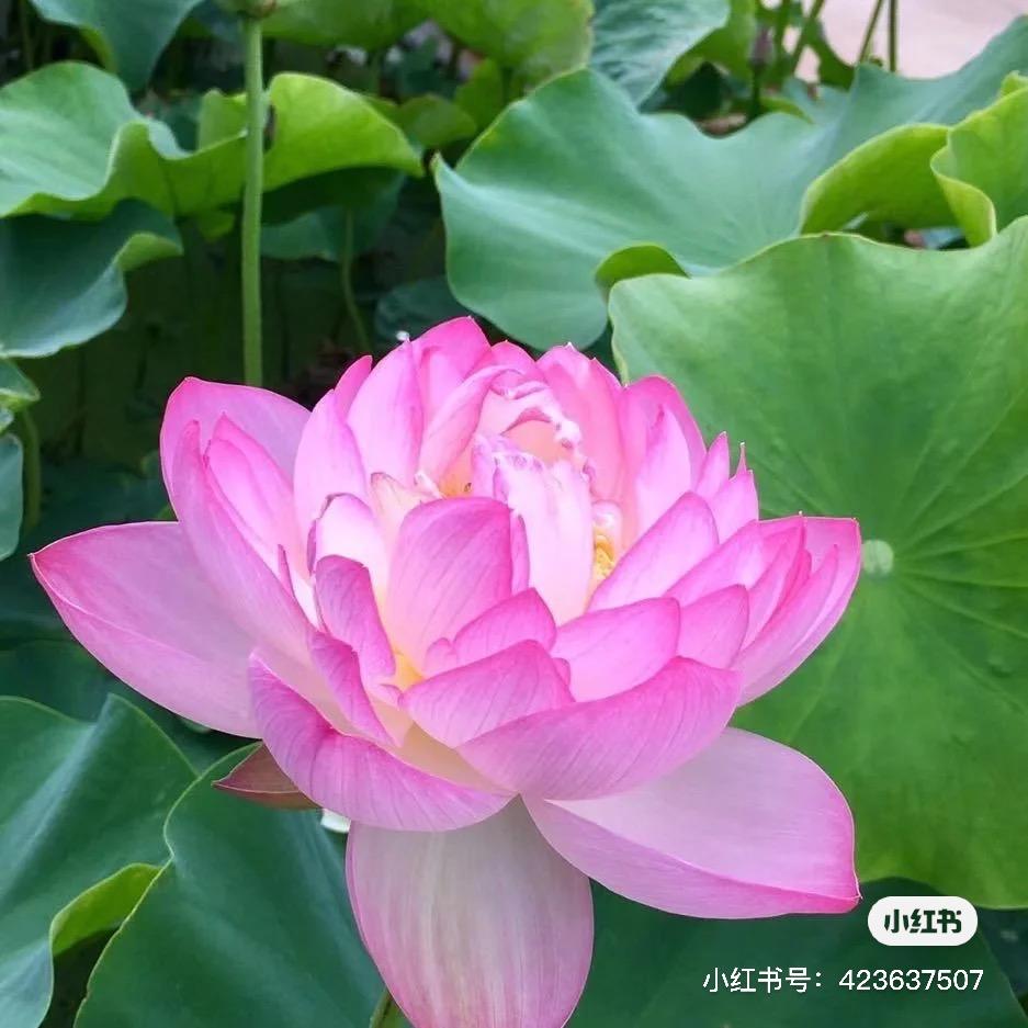 华源能源罗罗