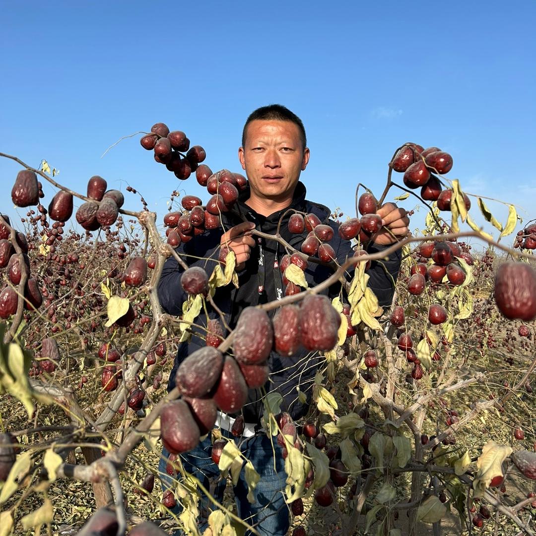 新疆小召大枣