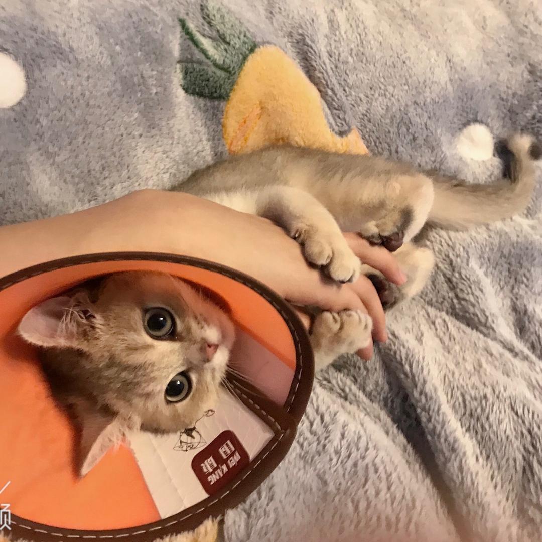 元宝团子 зʕ•̫͡•ʔ