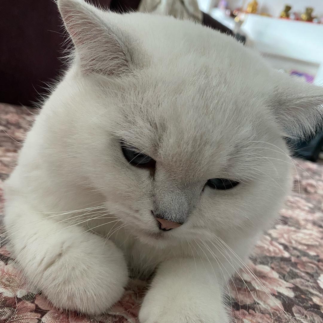 meng梦