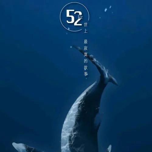 52Hz-27Hz的鲸鱼