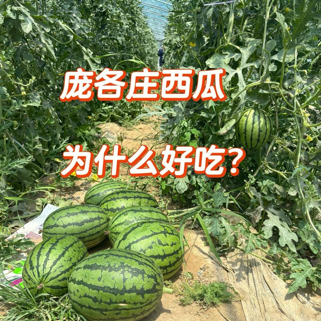 庞各庄老张瓜果