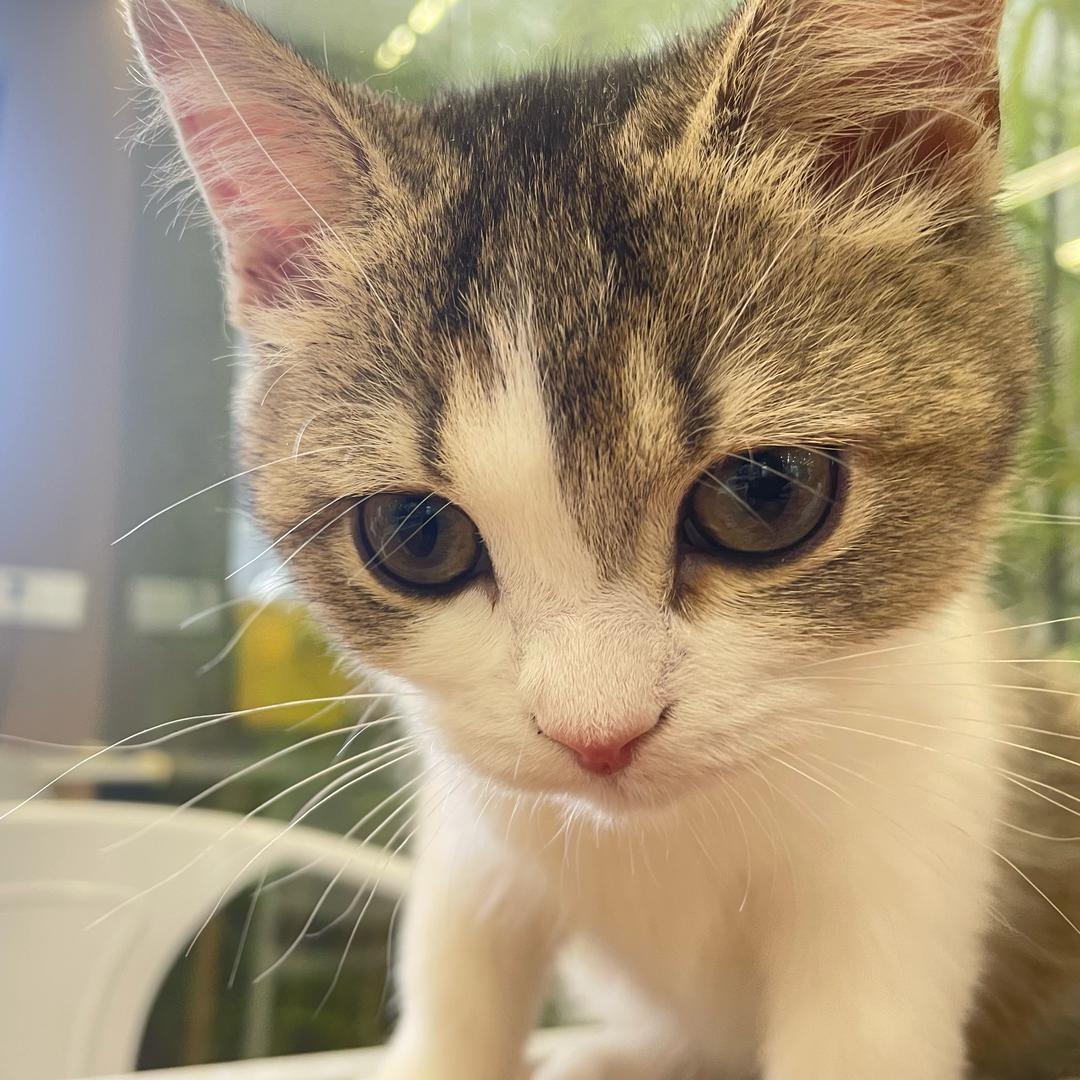 小杨挑战期中进前50