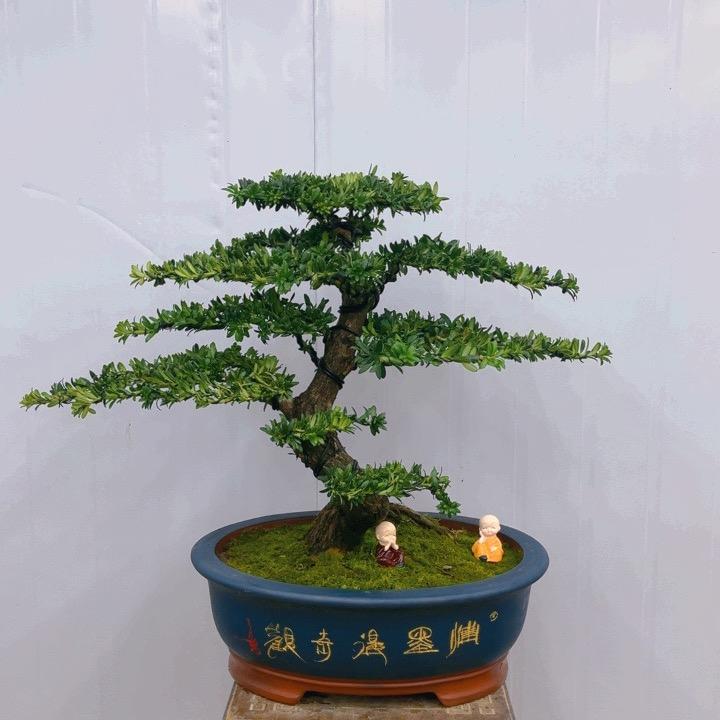 幸福盆景园艺场