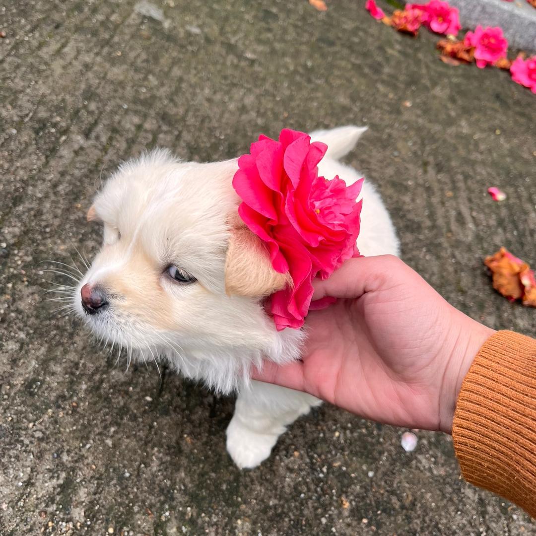 小帅狗多多