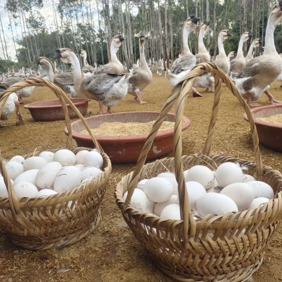 鹅鹅鹅鹅鹅鹅鹅鹅鹅业