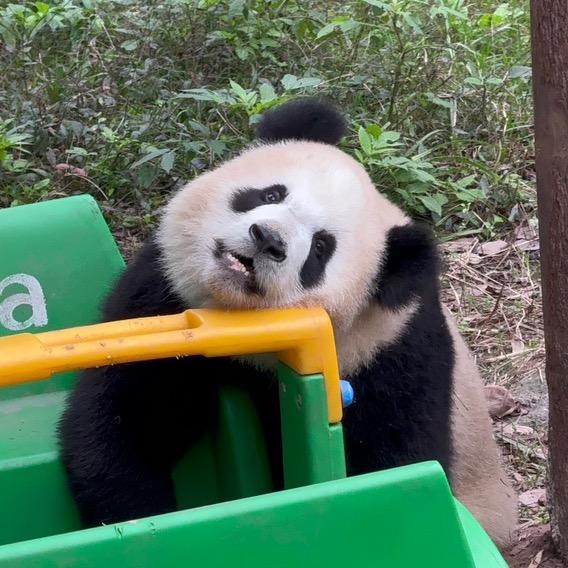 1只小肥熊熊🐼