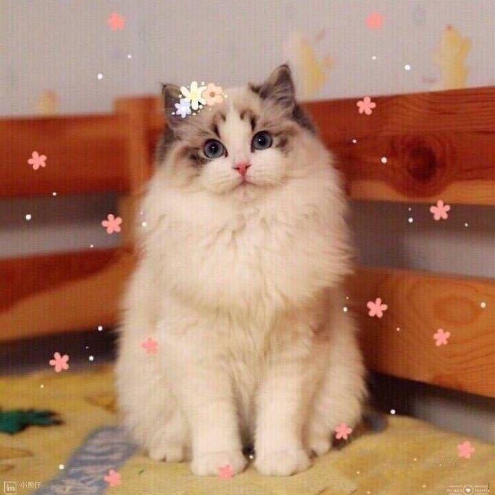 冻冻有很多布偶猫