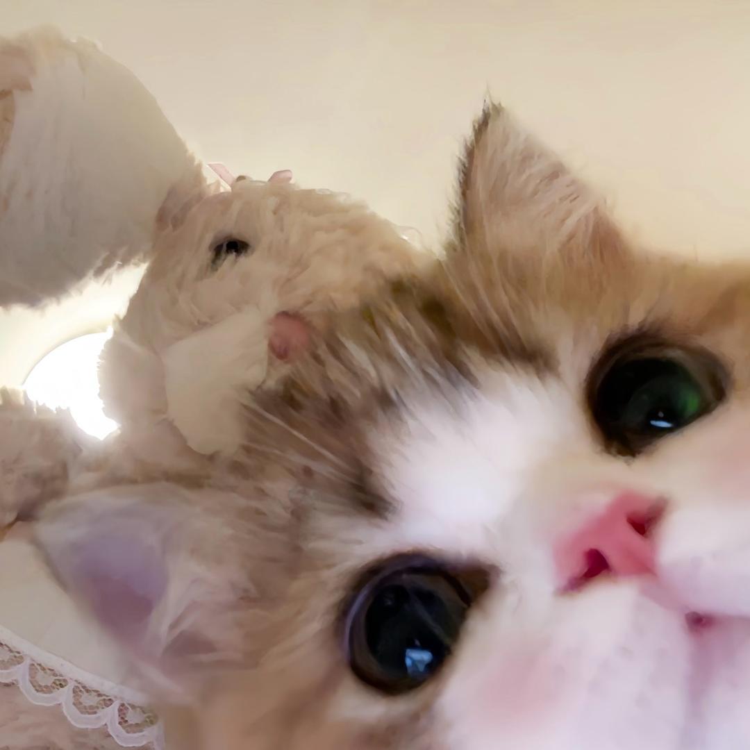 晚睡小猫🐟