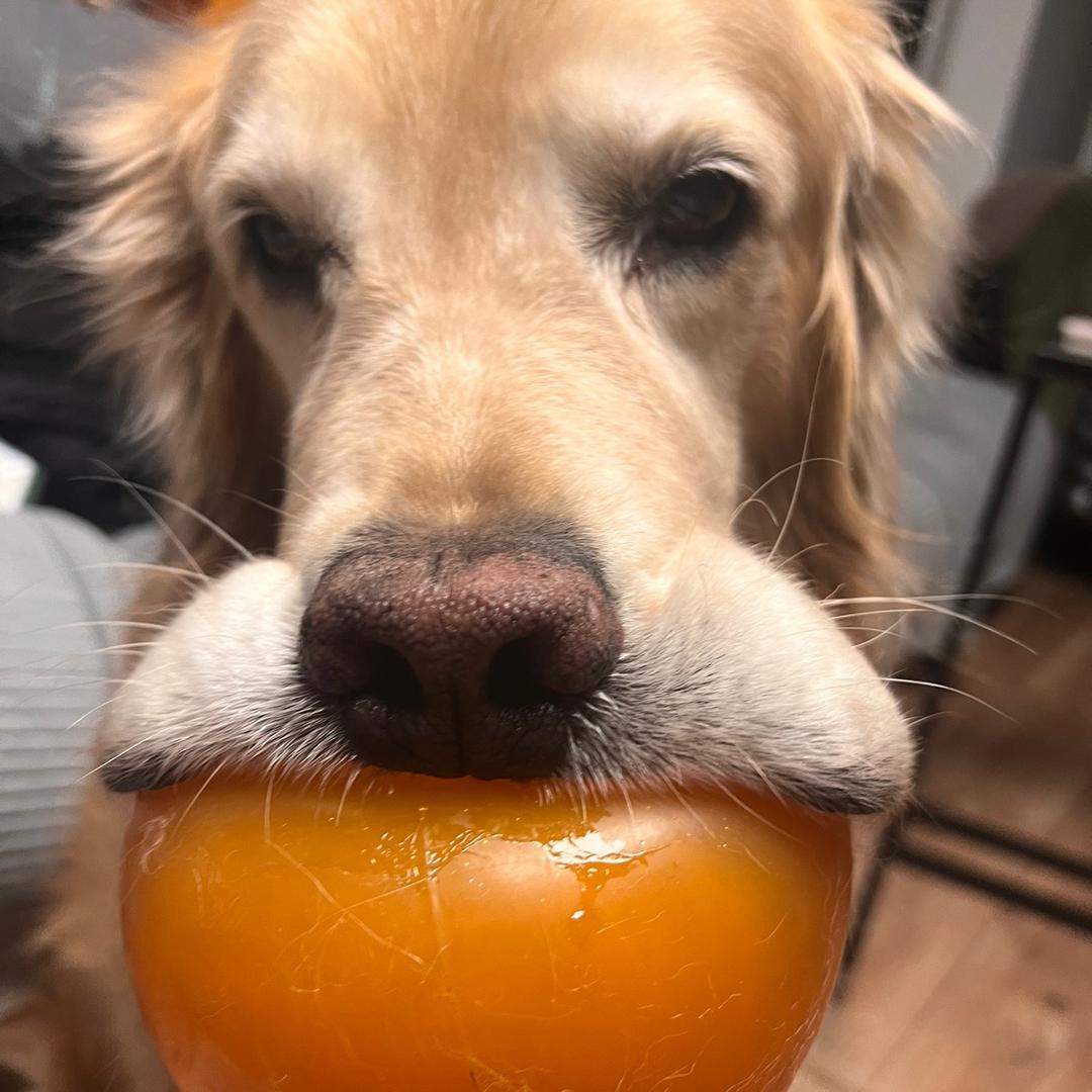 大头克劳德❤️杨五福