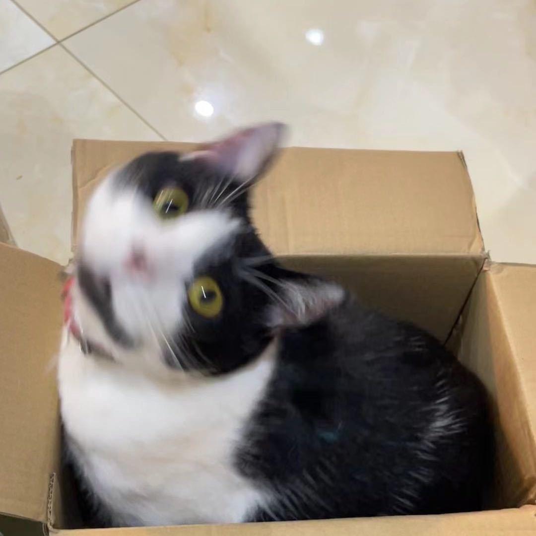 一只家养白羊🦷