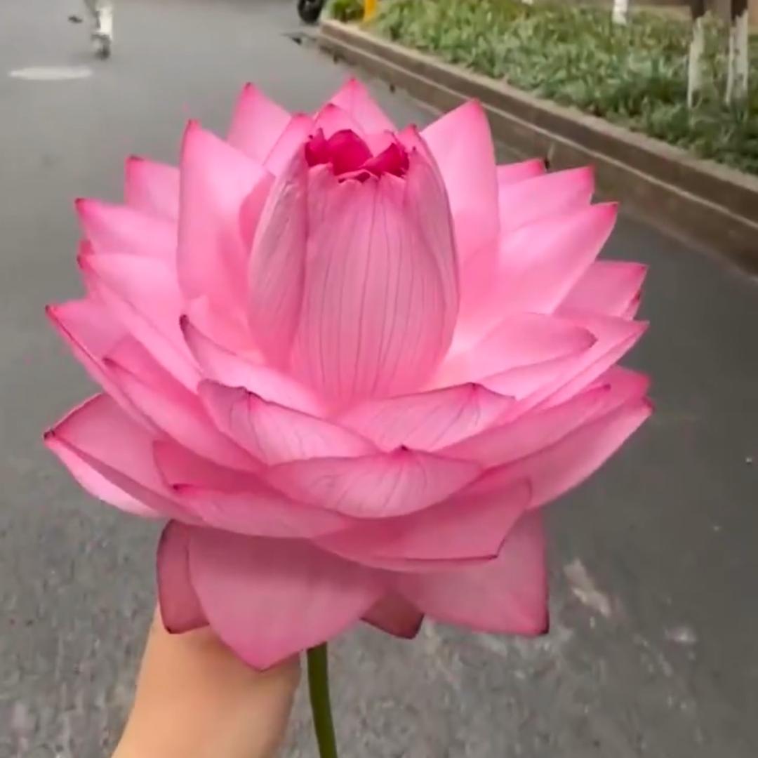 波妞🫧