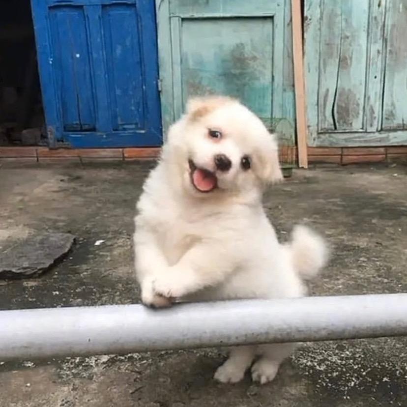 可能认识的狗