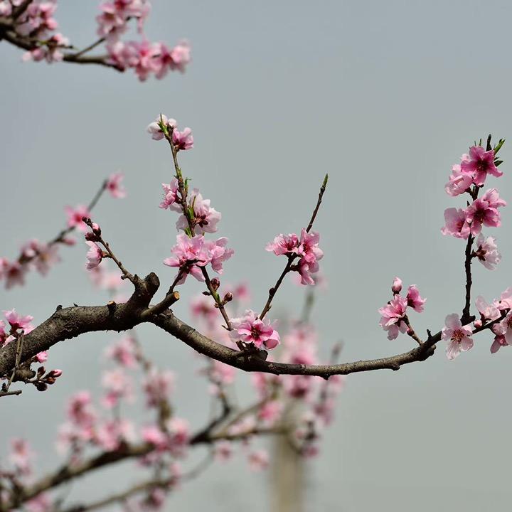 一花一世界……