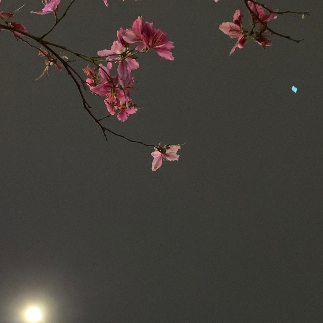 🇨🇳懒猫🇨🇳