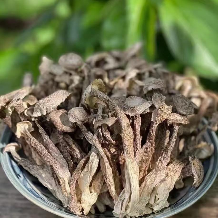 高山鹿茸菇