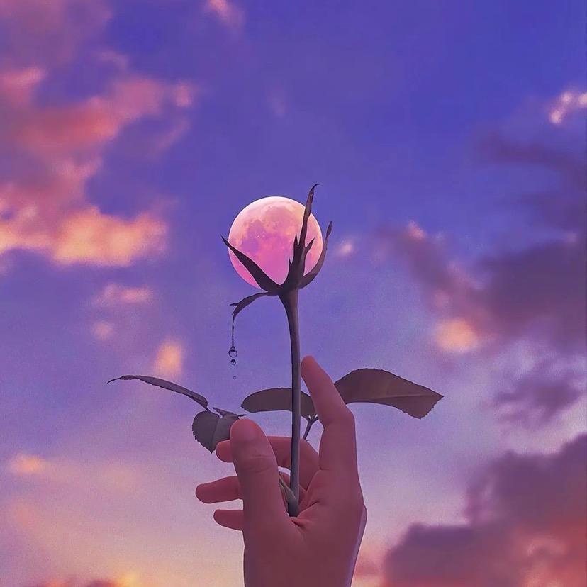 🌸幸运草☘️