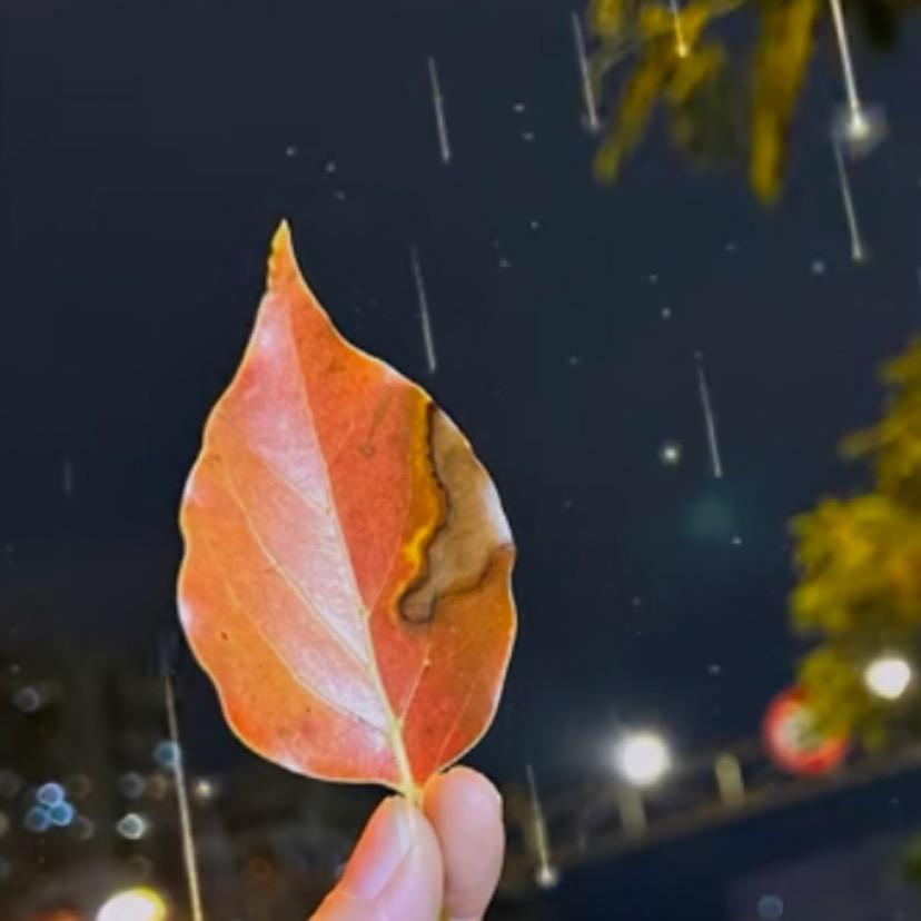 爱似水仙