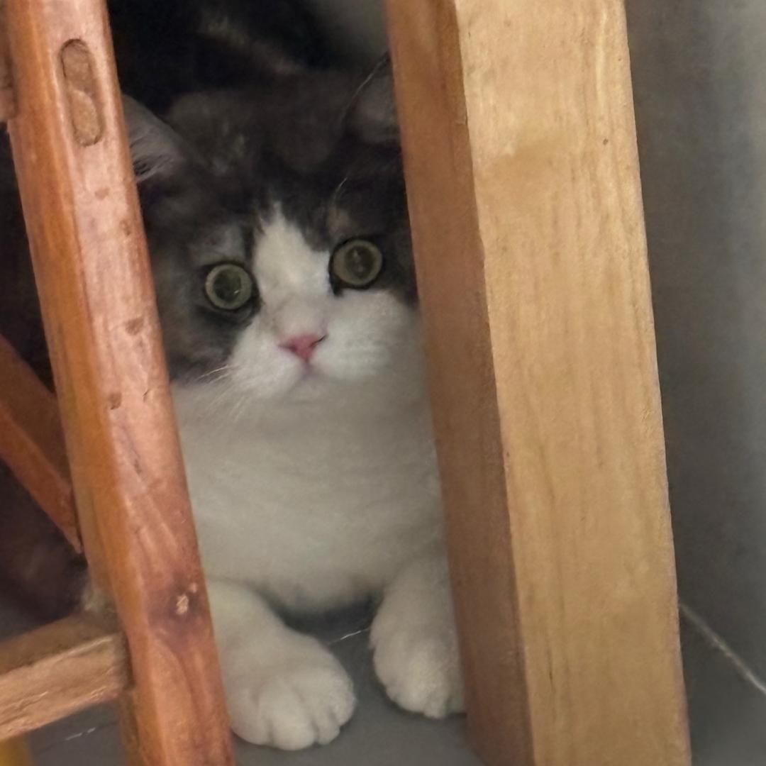 😺