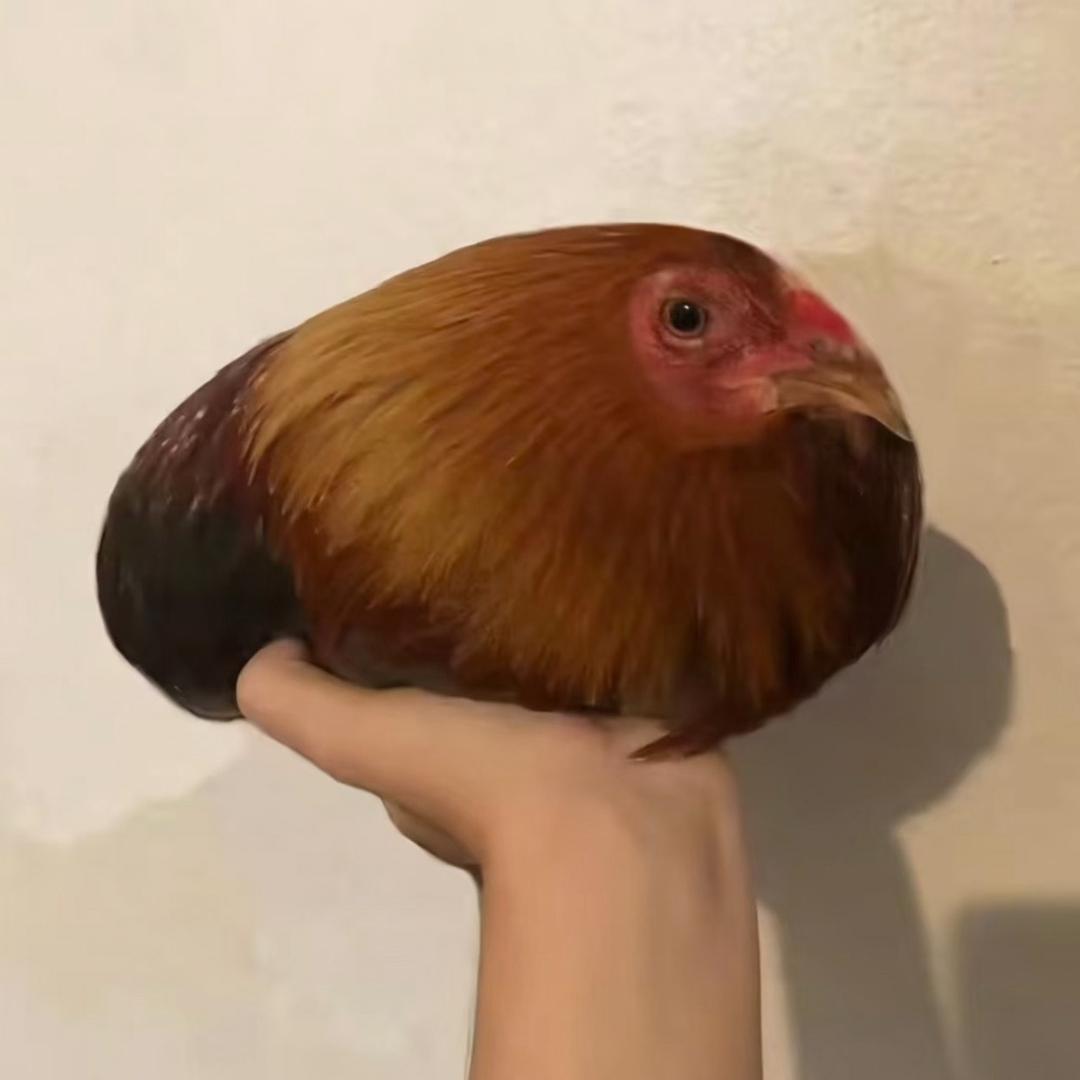 审美🐔累中