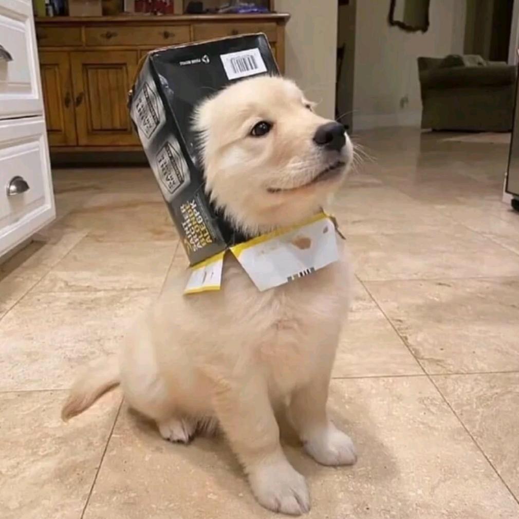 (｀_´)ゞ୧⍤⃝🥕