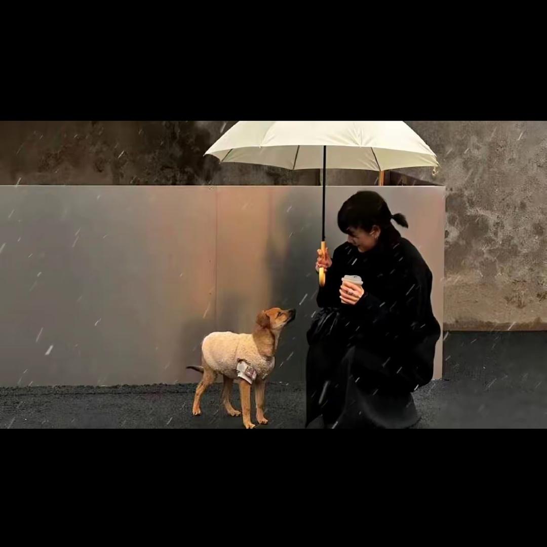 小白杨