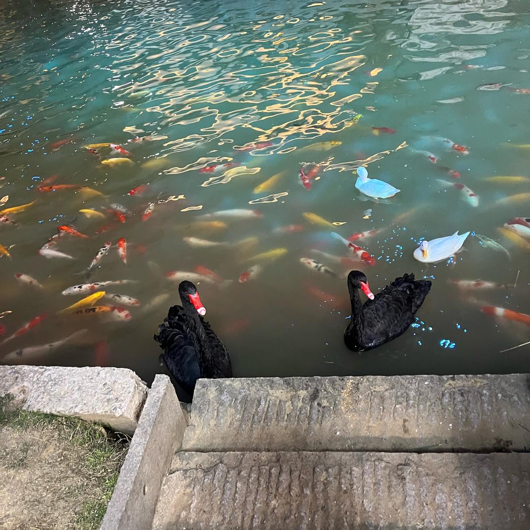 小周爱喝粥❤️