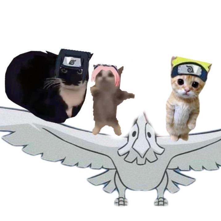猫喵meme日常