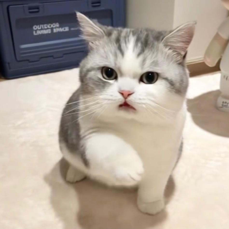 小糯圆