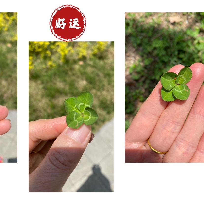 蓝果冻