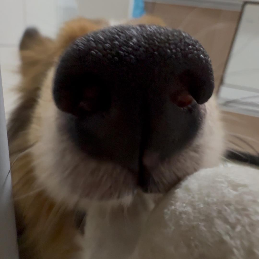 囧囧囧