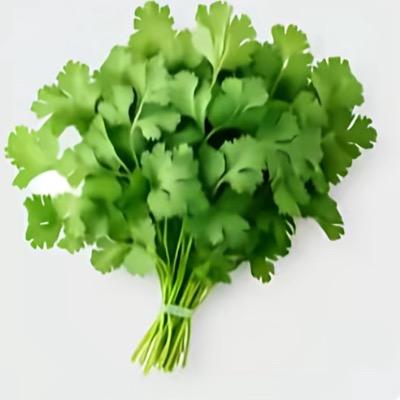 爱吃香菜
