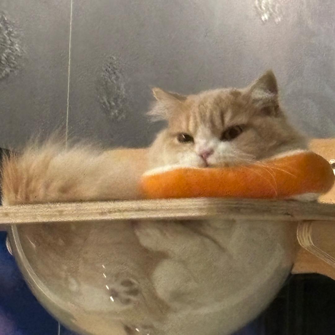 迪兮兮迪兮