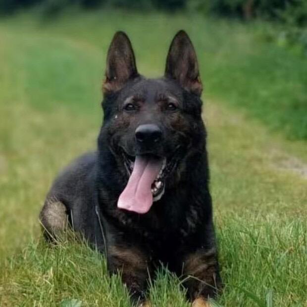 苏北宏鑫犬舍