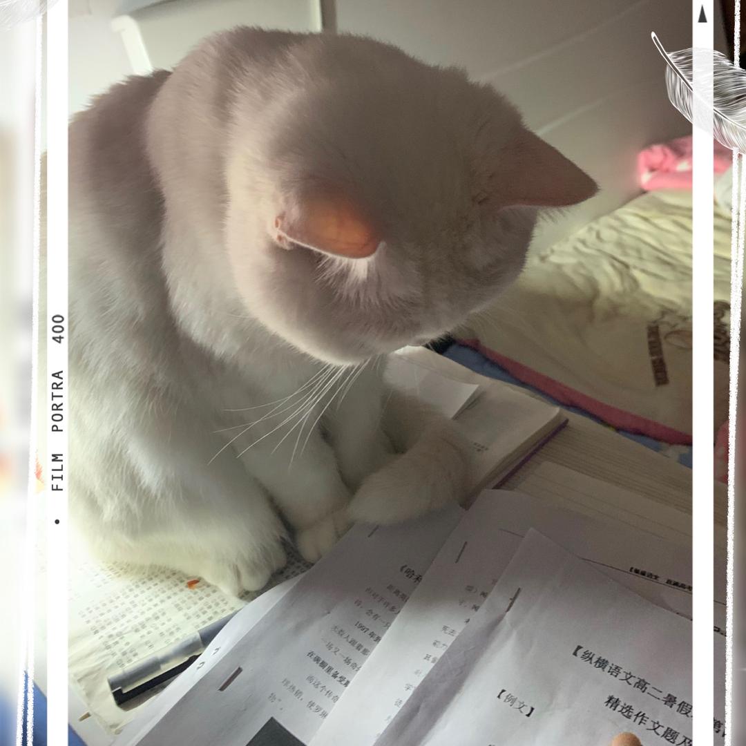 小爱姐姐🧍‍♀️