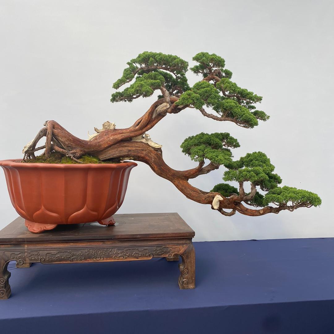 花芊茗御芊坊果树苗木专卖店