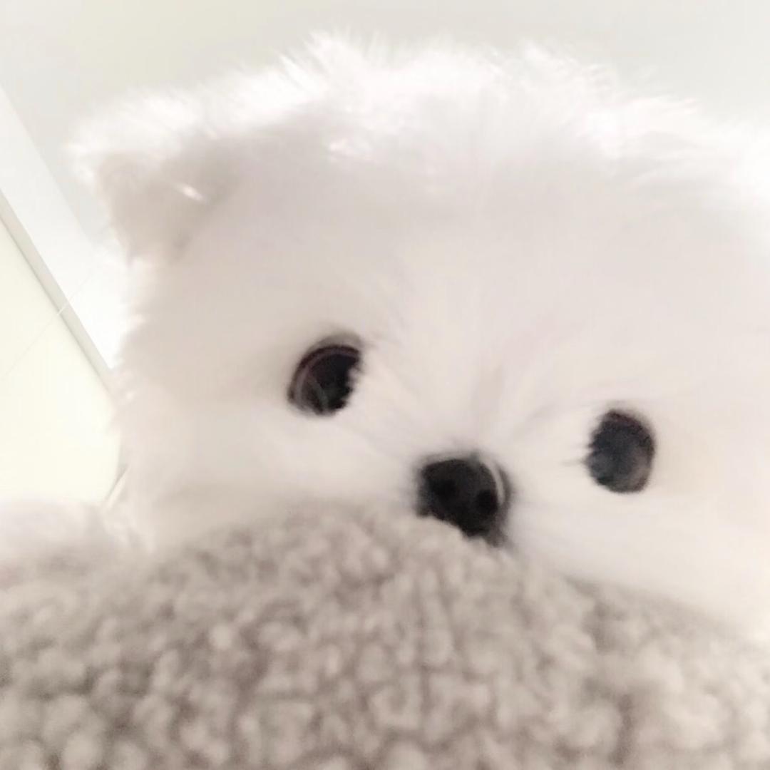 人生短短急个球