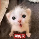 吃不完打包带走