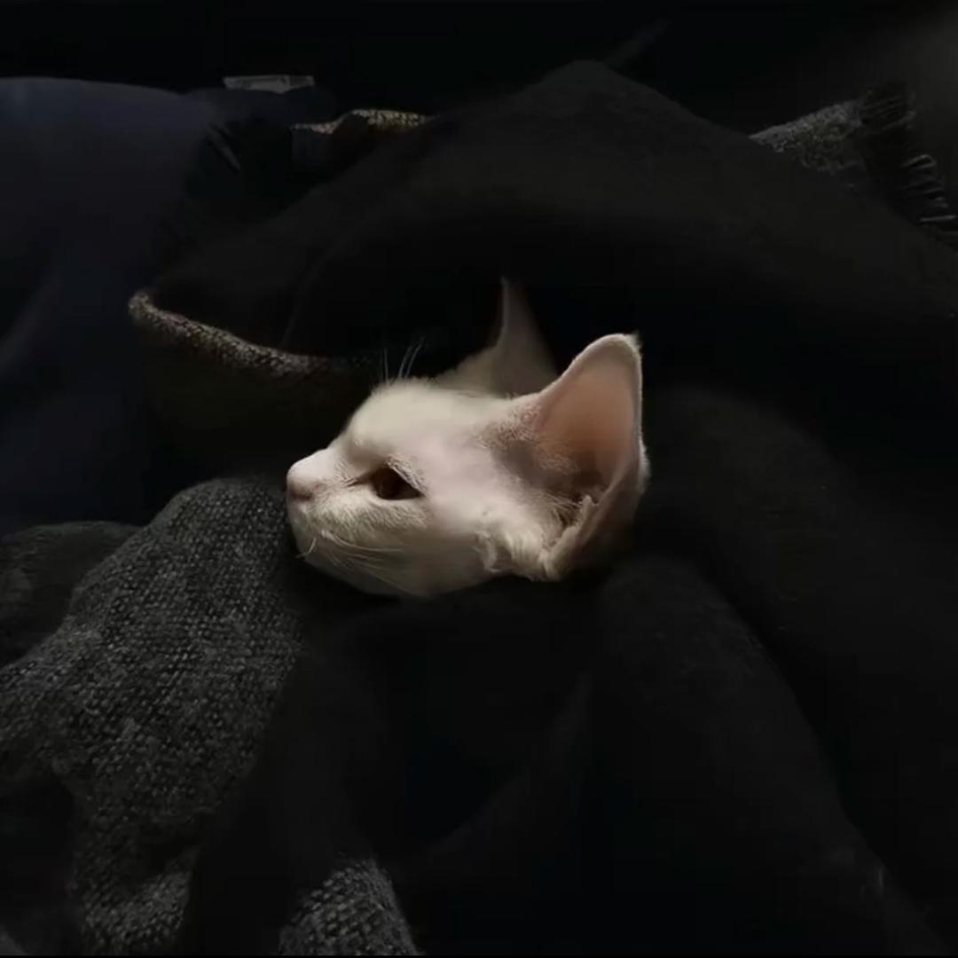猫不打呼噜