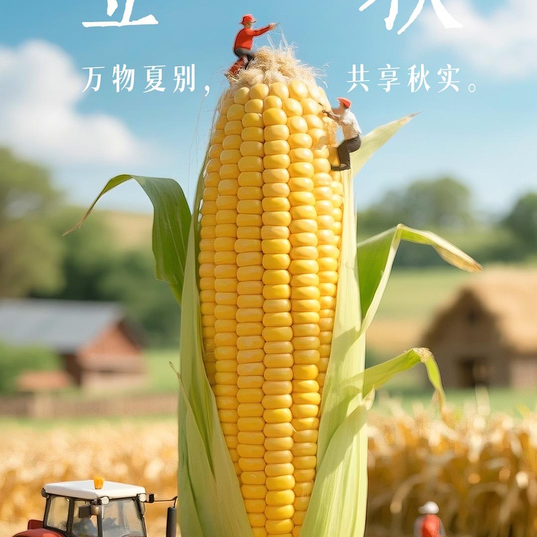 🌽玉米穗