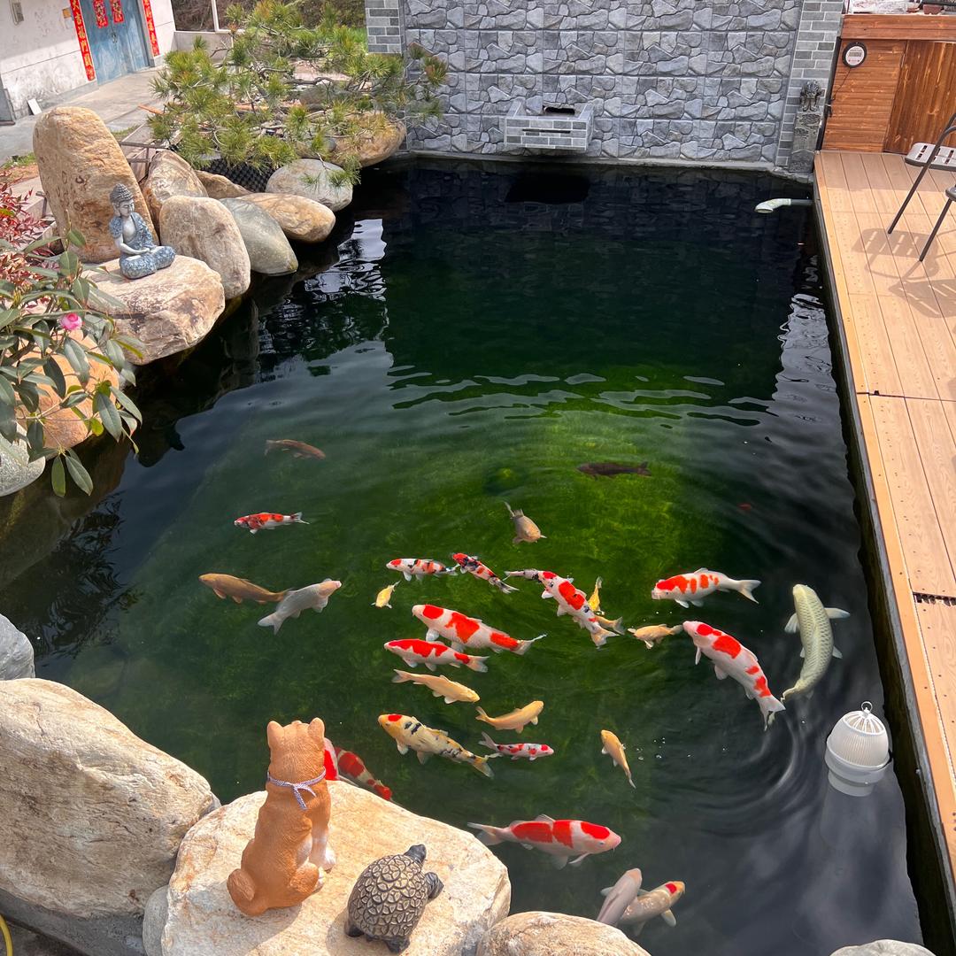 亮晶晶玩锦鲤🎏
