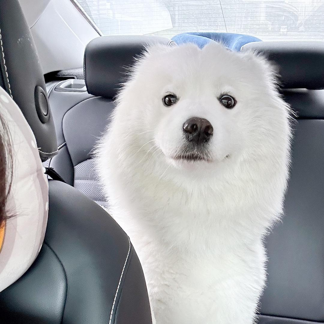 露露酱🐶