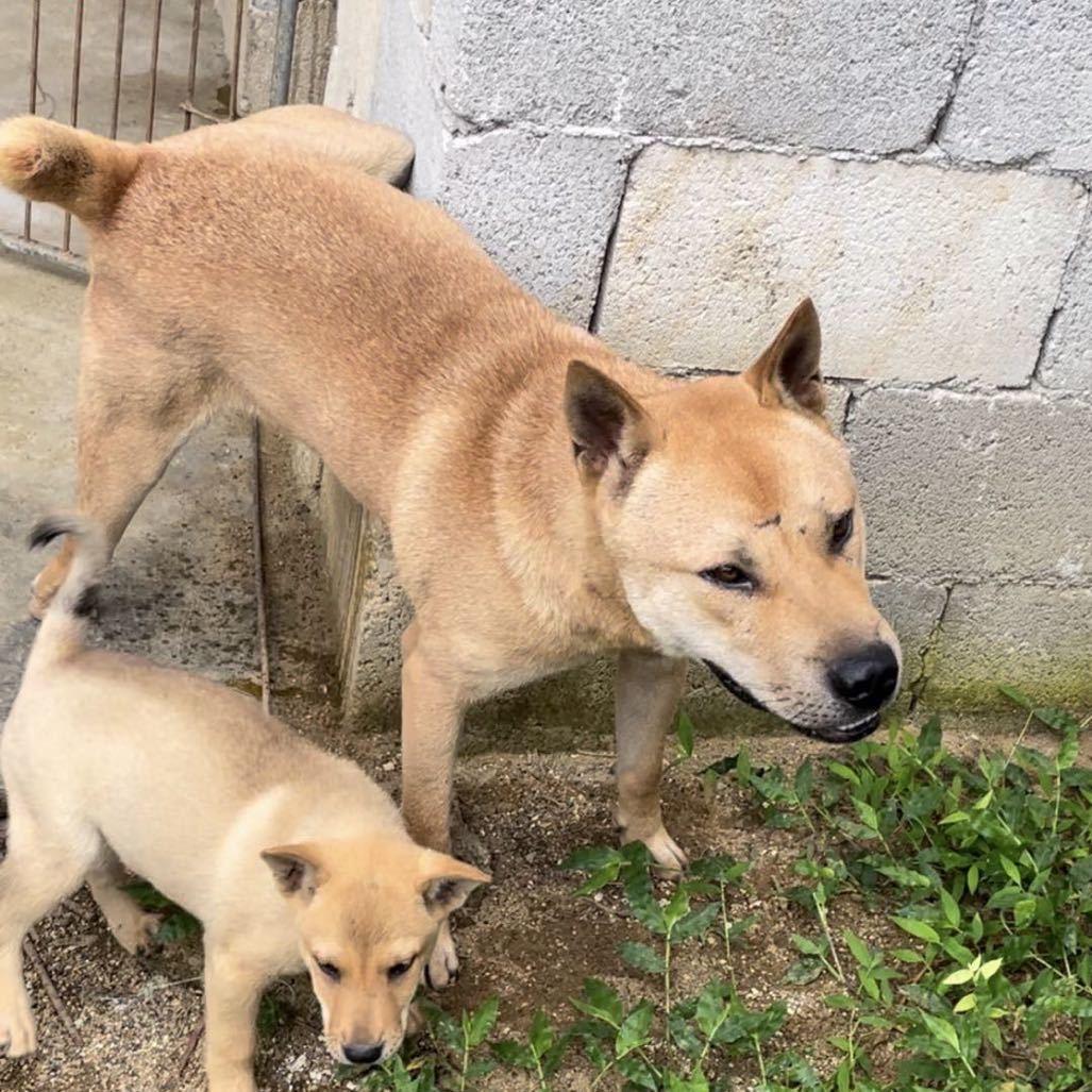 广西本土猎犬
