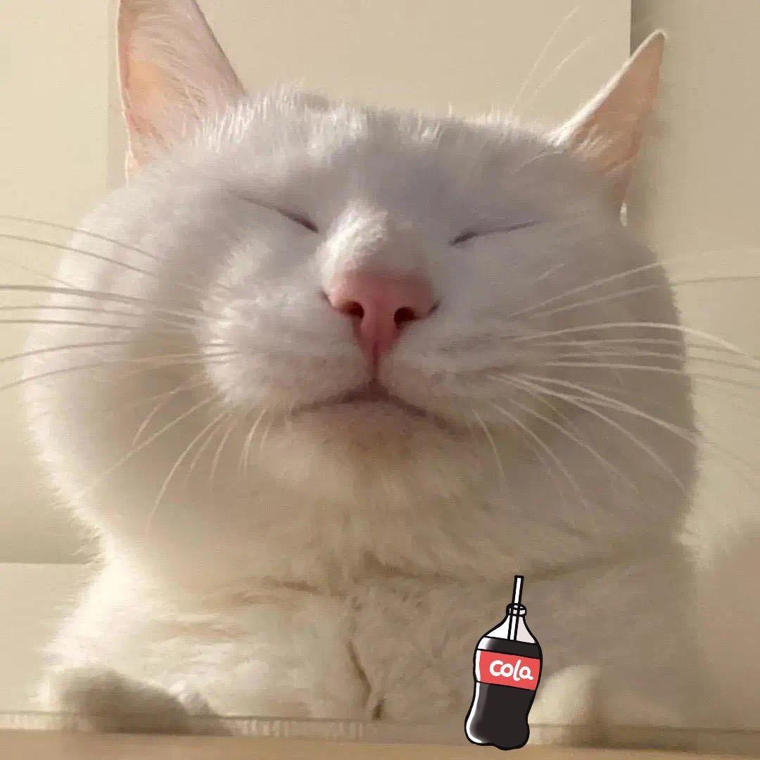 黄河路猫总