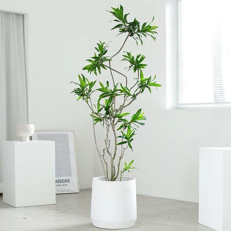 香见不晚绿植馆