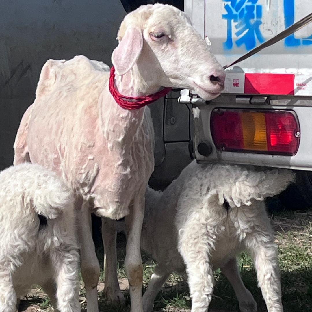 丽姐养殖技术服务