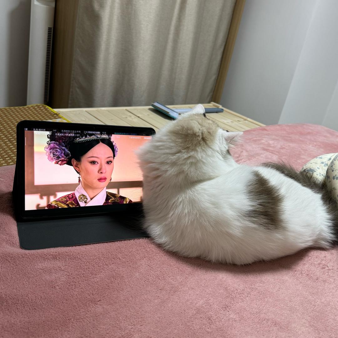 哼哼是小猫❄️