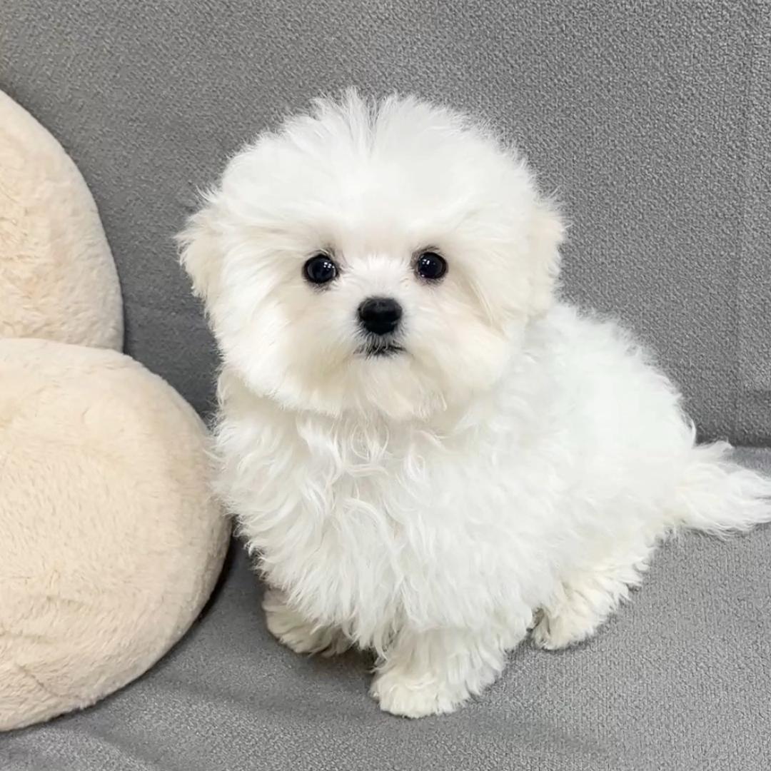 天天是比熊（小狗衣服）