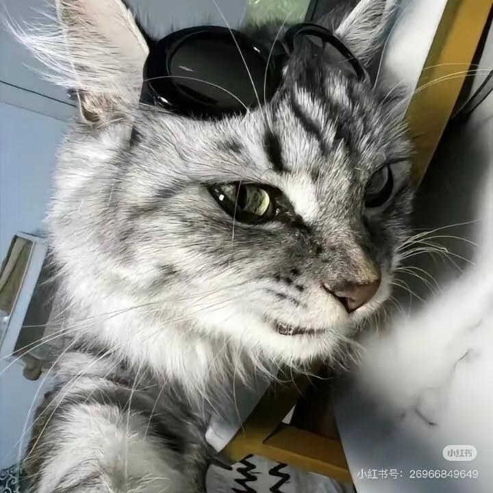 猫猫甜心