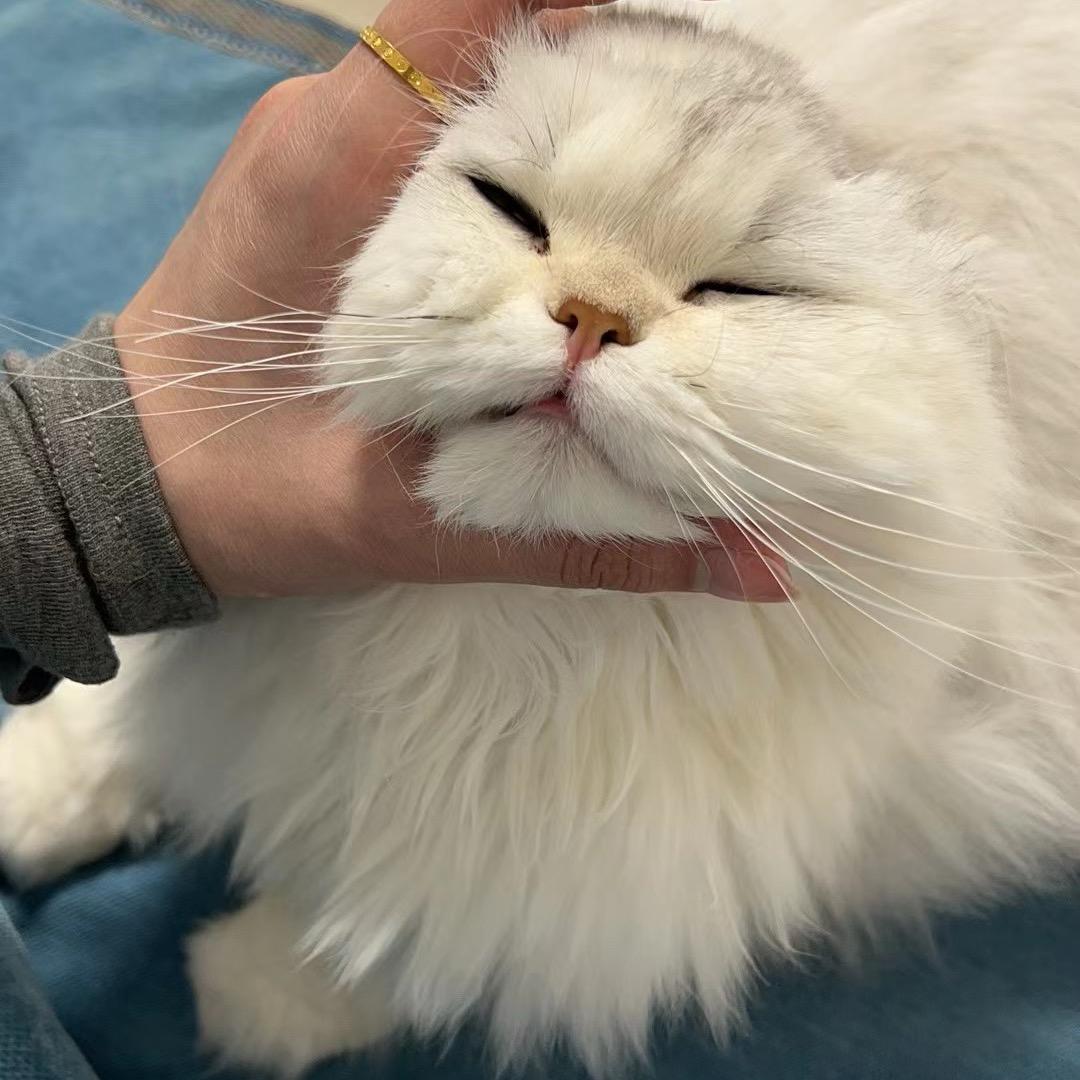 不会长胖，只会发财，财神爷亲崽